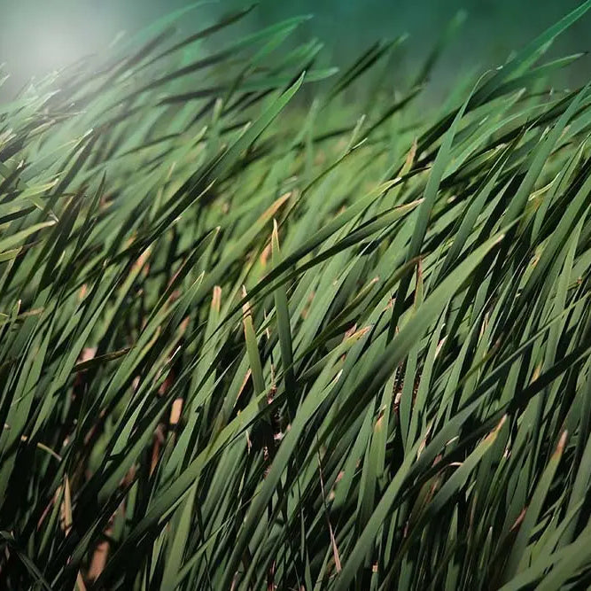 Through her lens, Karen thom invites viewers to appreciate the natural world in a new light.