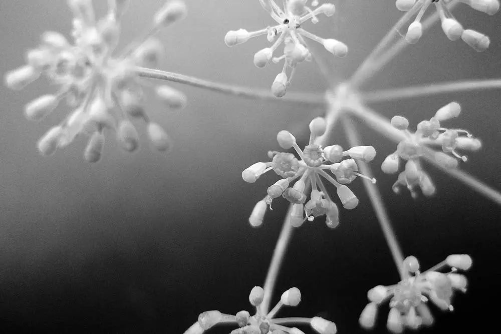 Fleurs Blanches 2 by Eric Gizard, metal print, The Picturalist