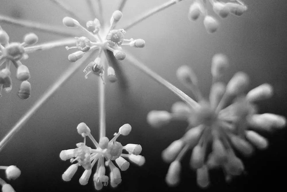 Fleurs Blanches by Eric Gizard, metal print, The Picturalist