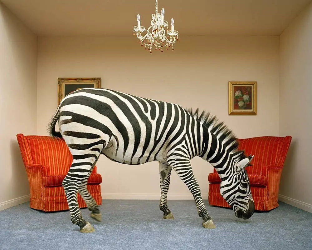 Zebra in Living Room by Matthias Clamer, fine art print, The Picturalist