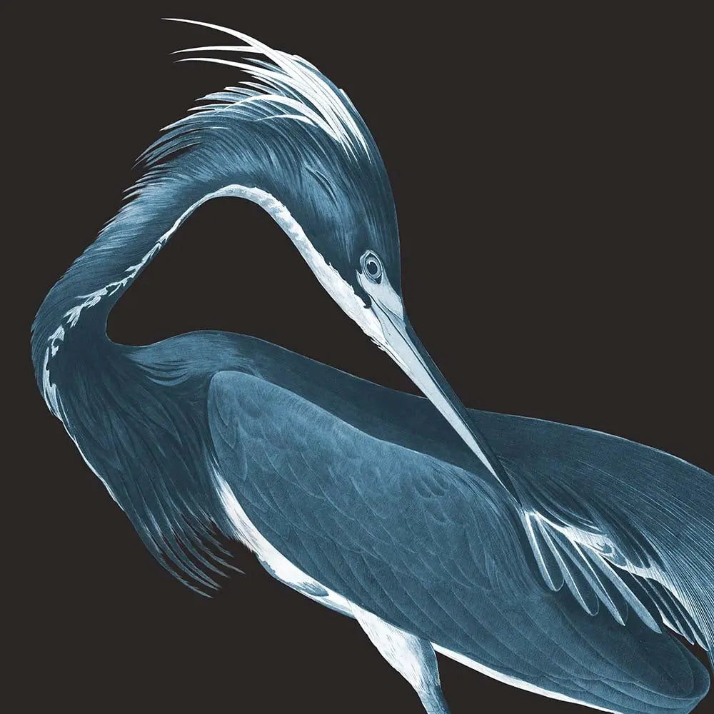 Louisiana Heron (Black Background) by Alejandro Franseschini, fine art paper print, The Picturalist