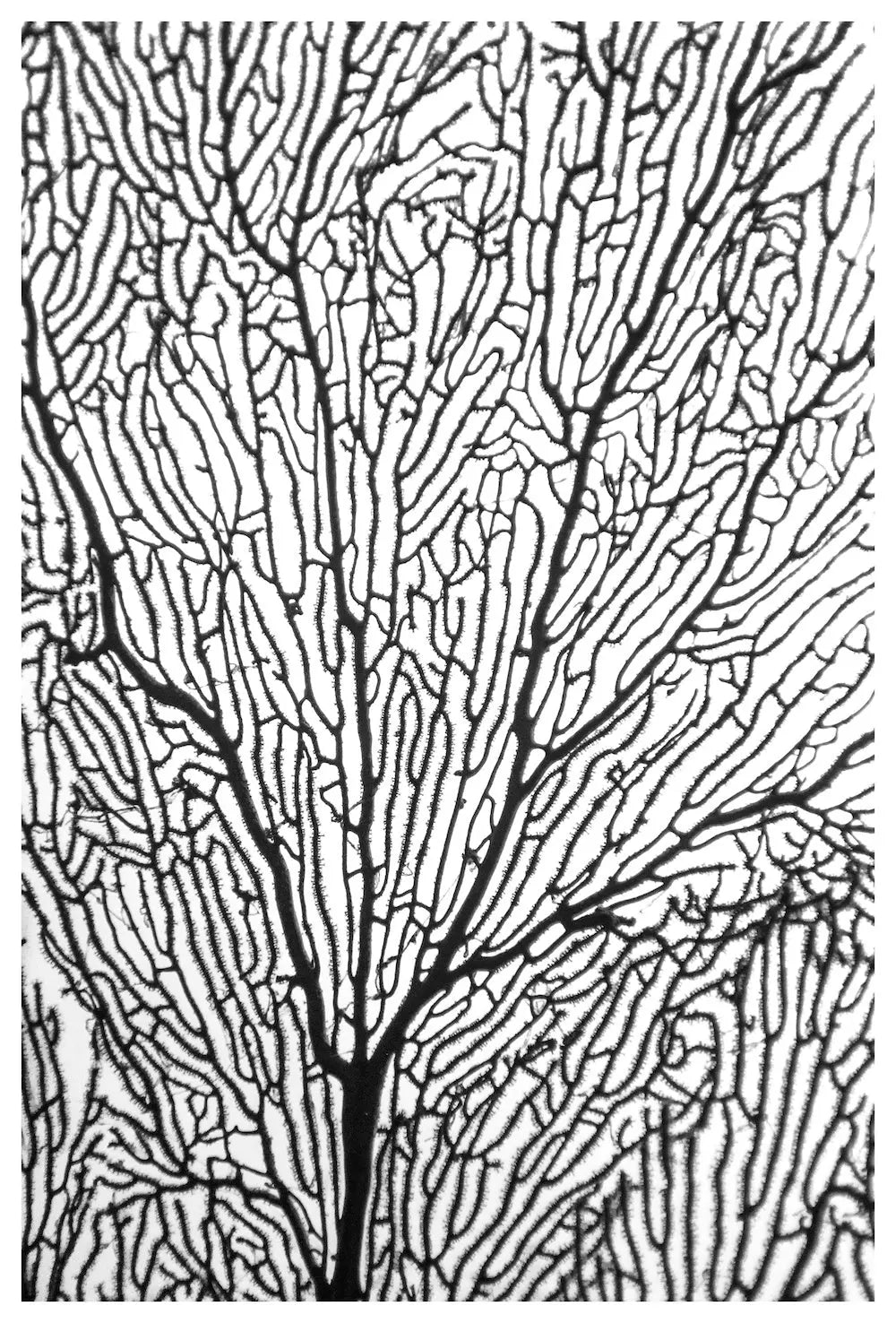 Coral Sea Screen by Enric Gener, fine art paper print, The Picturalist
