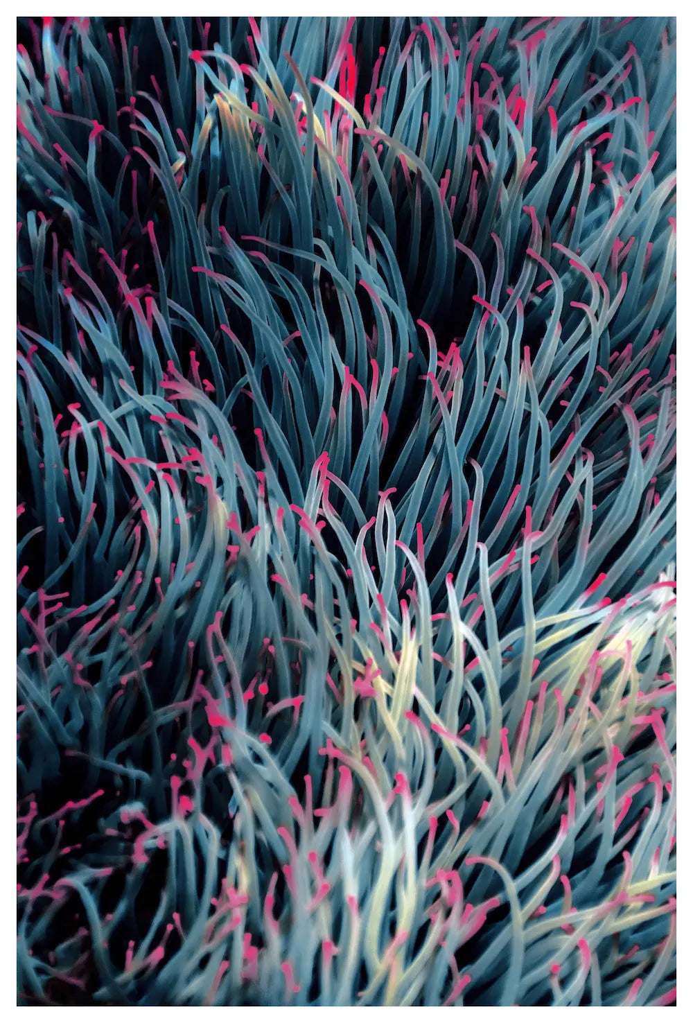 Sea Garden by Enric Gener, fine art paper print, The Picturalist