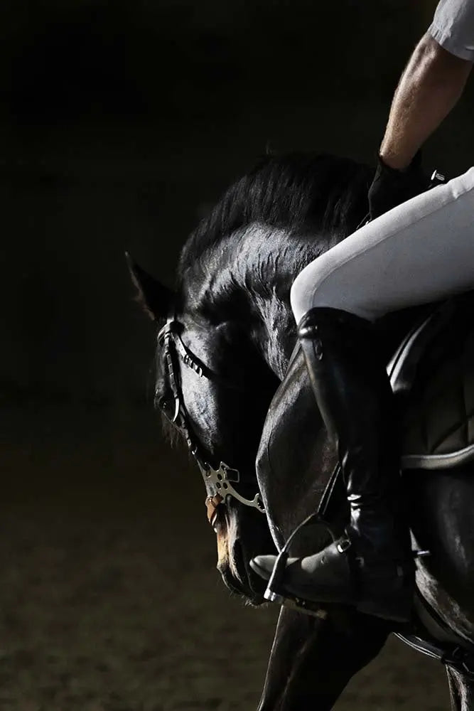 Elegant Horse in Training, fine art print, The Picturalist