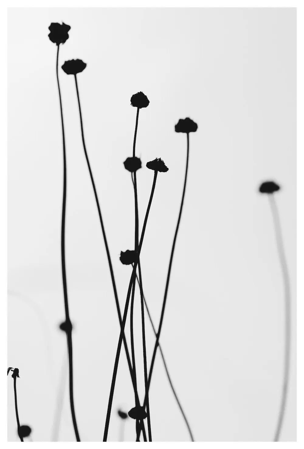 Black Stems by A. Gella, fine art paper print, The Picturalist