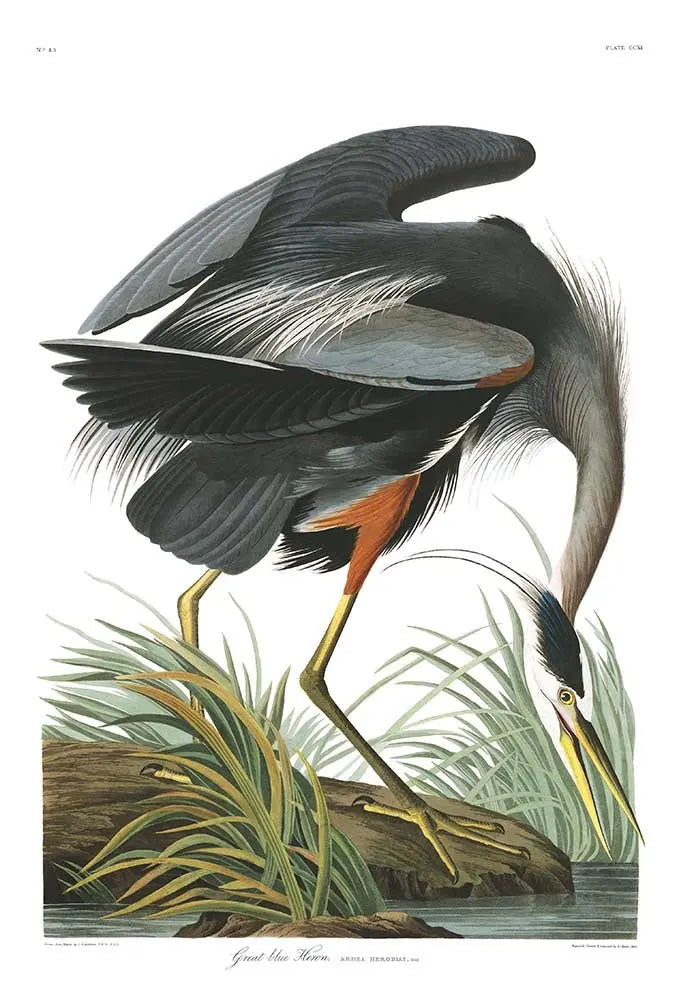 Great Blue Heron by John James Audubon, fine art paper print, The Picturalist