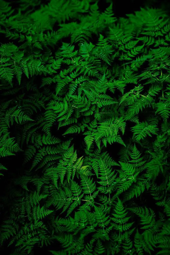 Fern by G. Geller, metal print, The Picturalist