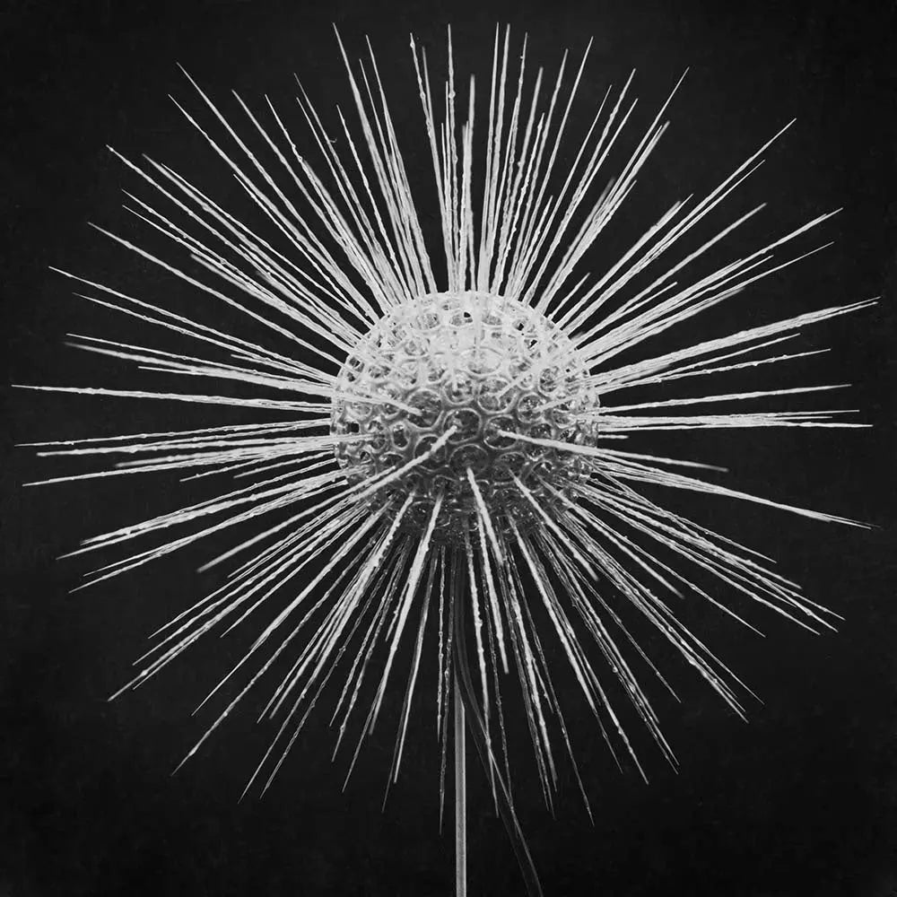 Clathrulina Elegans by Paul Thompson, fine art print, The Picturalist