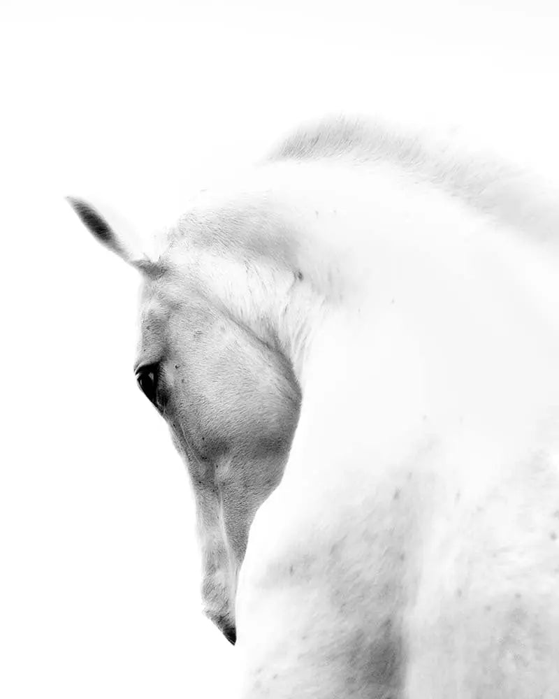 White Stallion Andalusian Horse, fine art print, The Picturalist