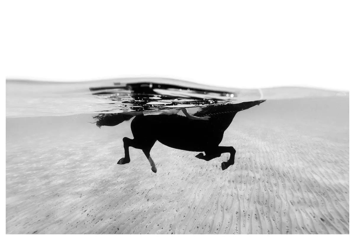 Black Horse by Enric Gener, fine art paper print, The Picturalist
