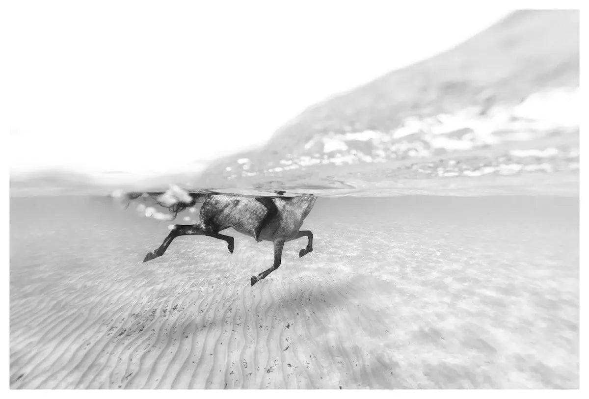 Swimming With A Horse by Enric Gener, fine art paper print, The Picturalist