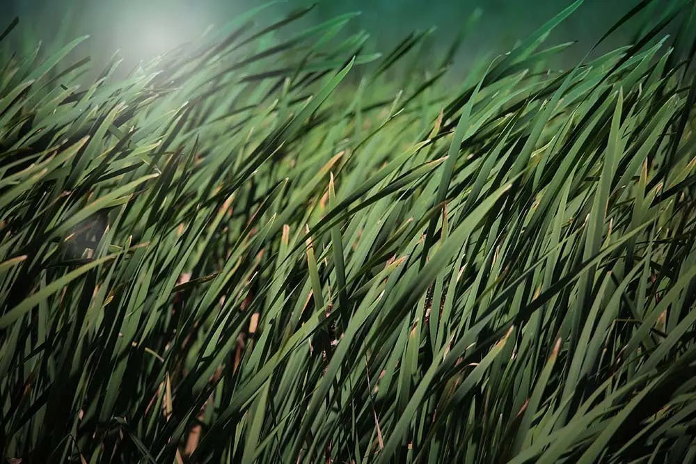 Moment by Karen Thom, fine art paper print, The Picturalist