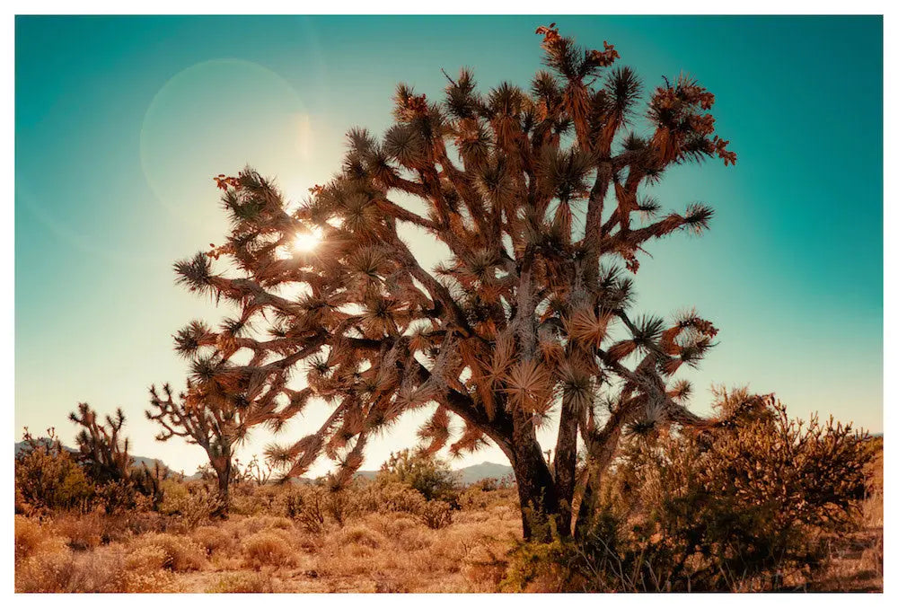 Desert Vintage by A. Vinicius, fine art paper print, The Picturalist