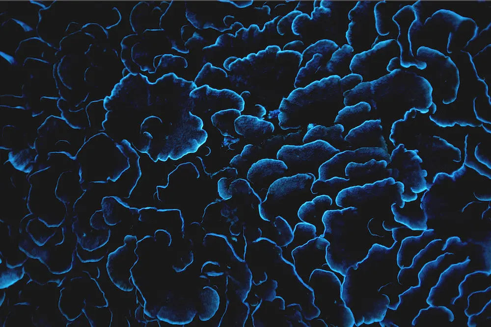 Sea Coral by Enric Gener, fine art paper print, The Picturalist