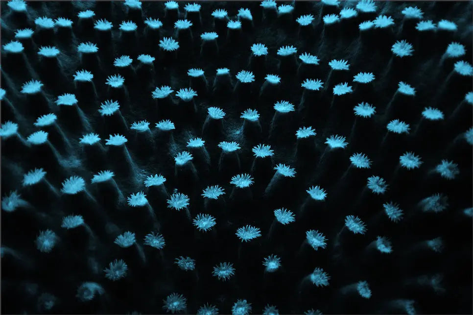 Sea Flowers by Enric Gener, fine art paper print, The Picturalist