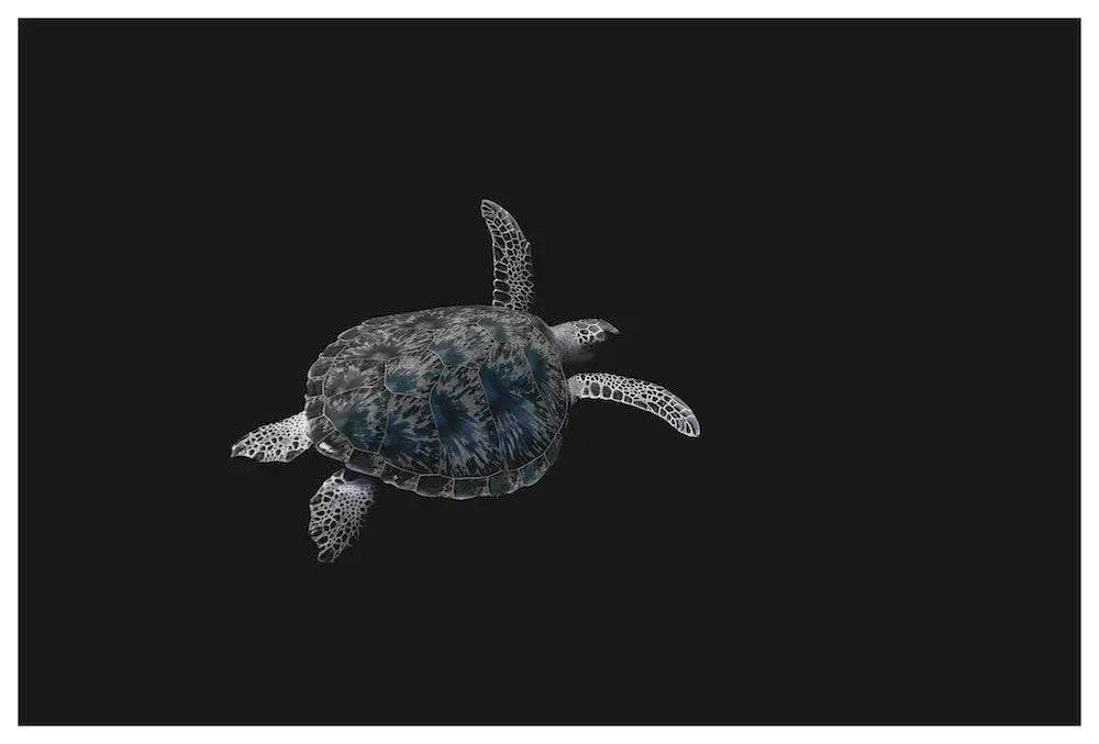 Carey Turtle by Enric Gener, fine art paper print, The Picturalist