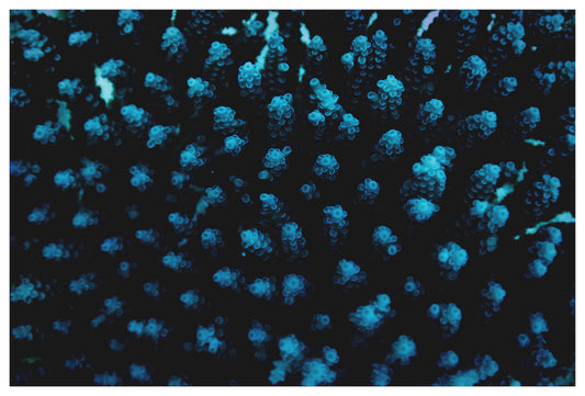 60x40_enric_gener_210305-9C1A7737c_the_picturalist_wall_art