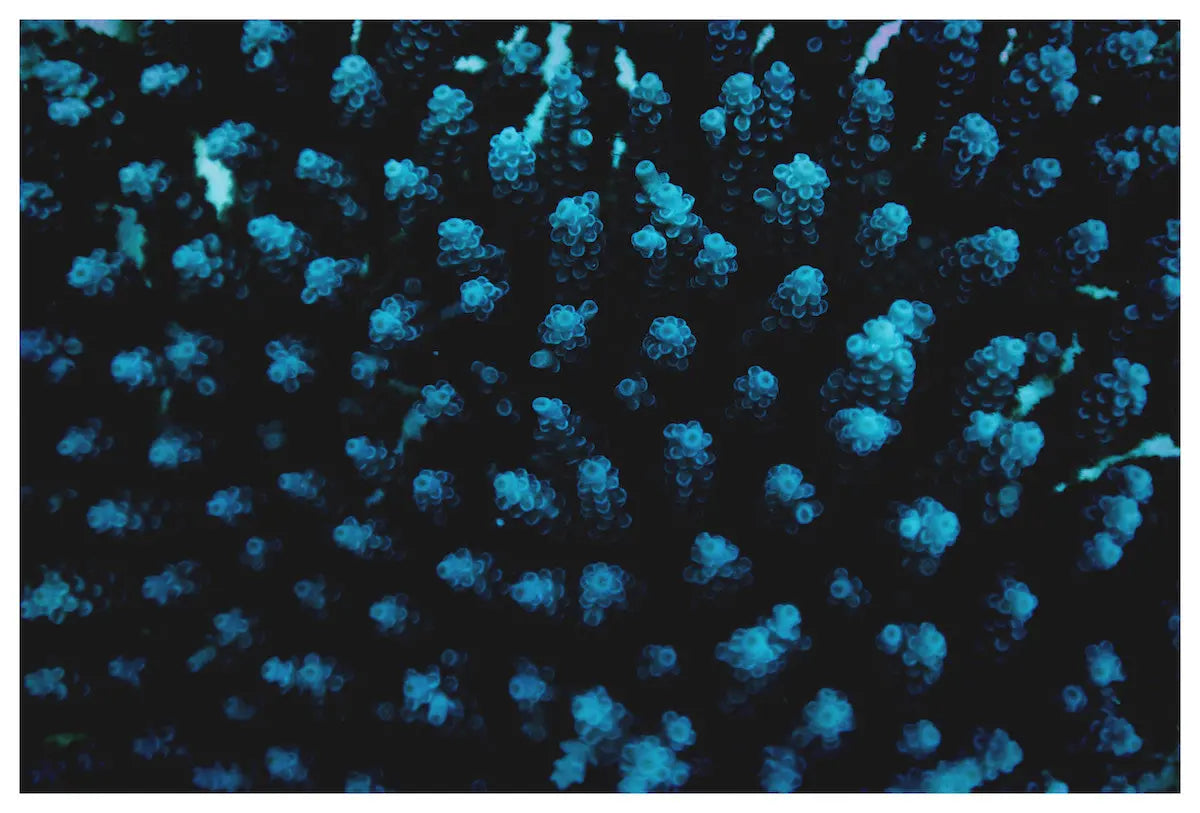 Sea Buds by Enric Gener, fine art paper print, The Picturalist