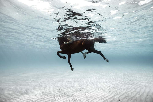 60x40_enric_gener_211017-0A0A0602cCarrusel Marino 2_the_picturalist_wall_art_web