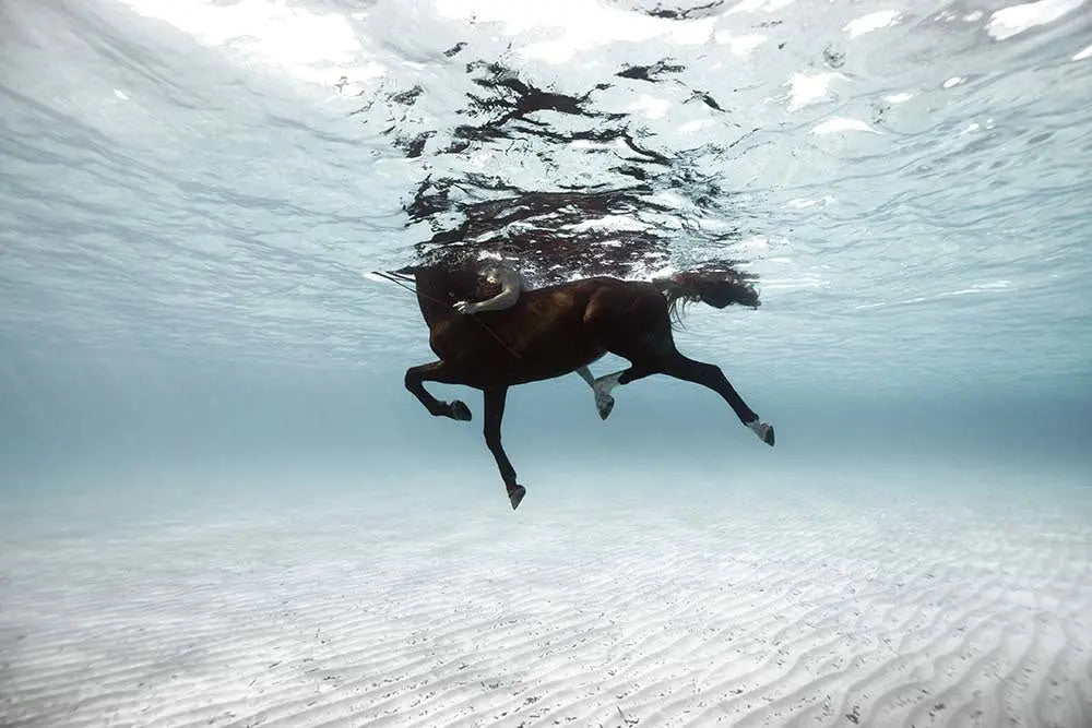 On a Horse in the Mediterranean Sea by Enric Gener, fine art paper print, The Picturalist