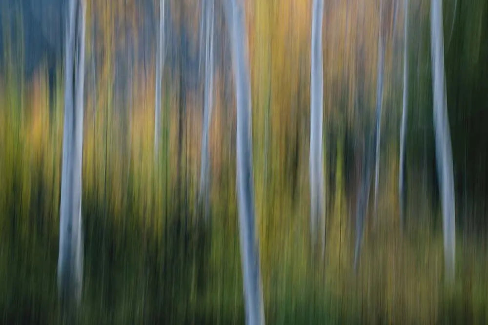 Forest of Aspen Trees in Autumn, fine art print, The Picturalist