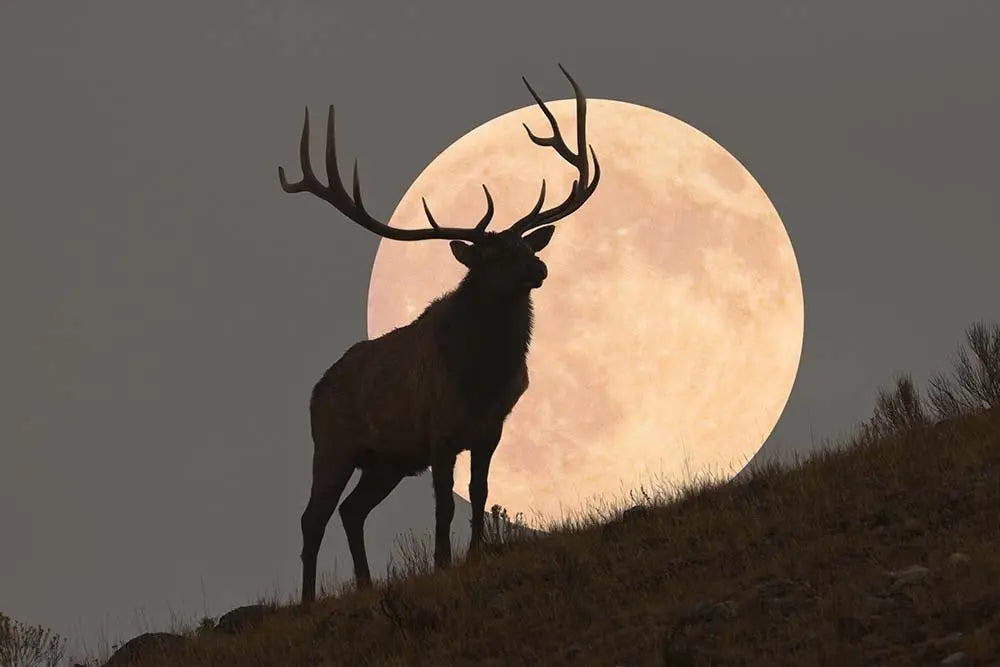 Bull Elk Against Full Moon by Mark Miller, fine art print, The Picturalist