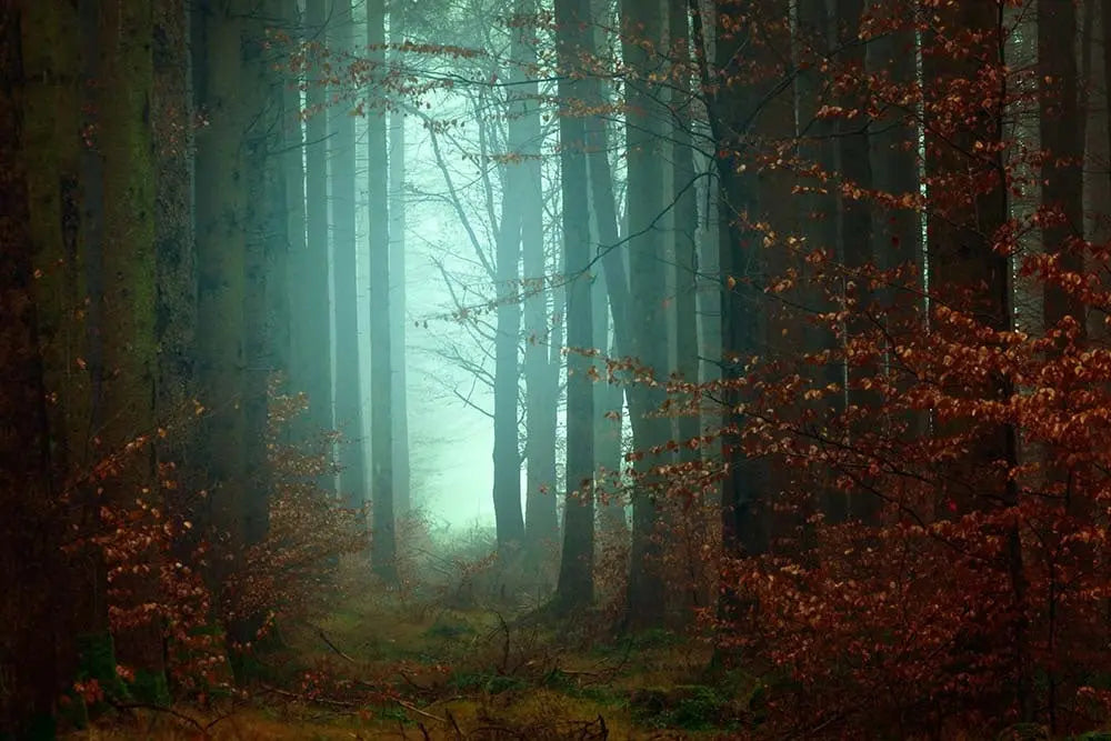 Springtime Woods by Johan Plenio, fine art paper print, The Picturalist