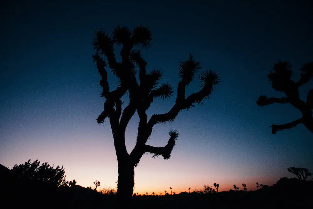 Joshua Tree Sunset, metal print, The Picturalist