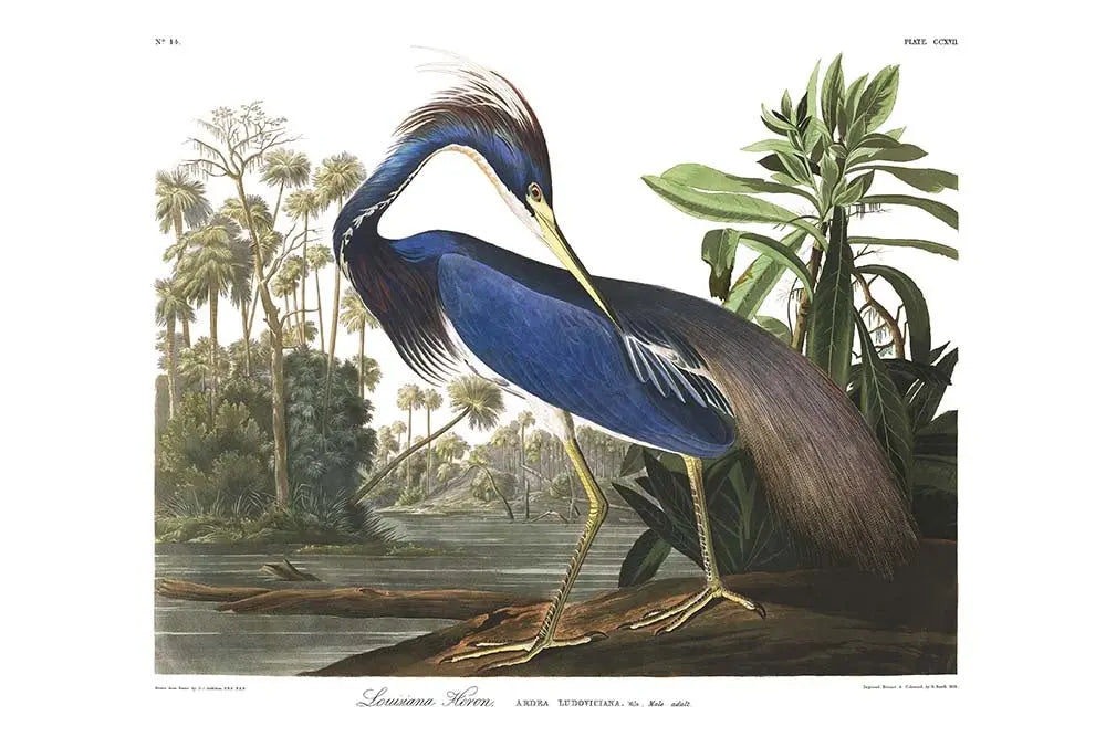 Louisiana Heron by John James Audubon, fine art paper print, The Picturalist