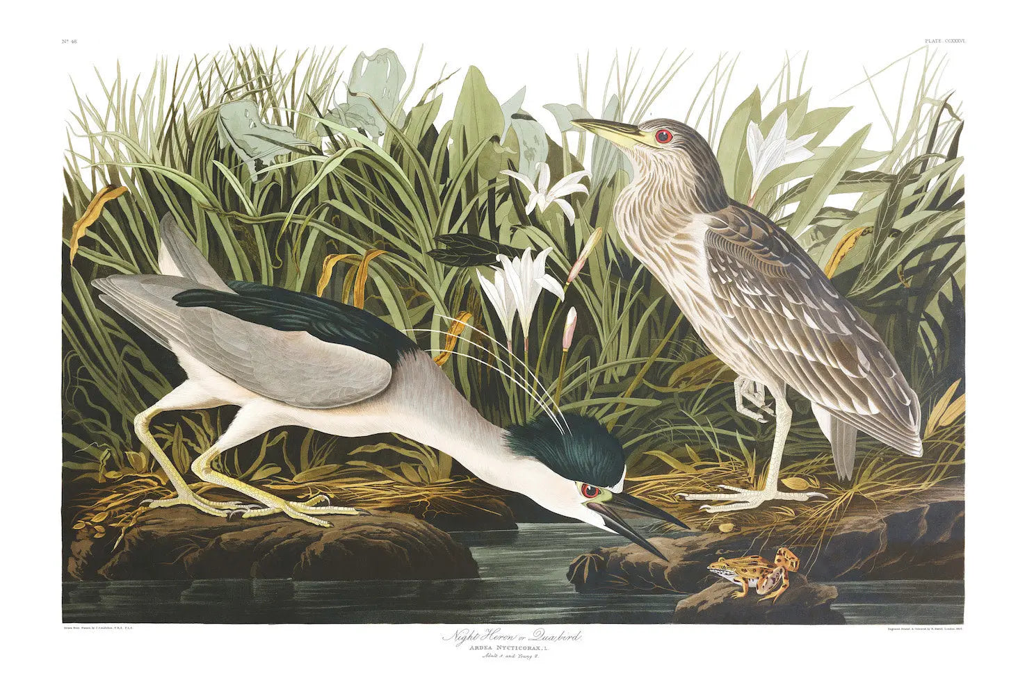 Night Heron by John James Audubon, fine art paper print, The Picturalist