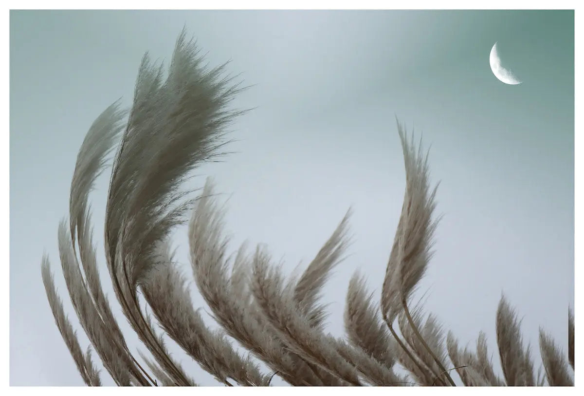 Simplicity Breathes by Karen Thom, fine art paper print, The Picturalist