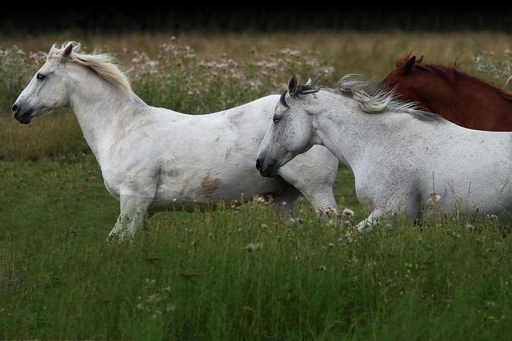 60x40_You Make My Heart Sing_the_picturalist_wall_art_web