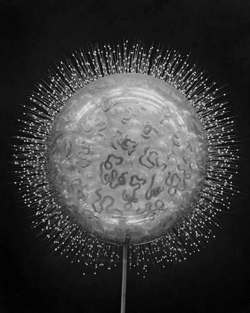Crystal Radiolarian Elegance, fine art print, The Picturalist