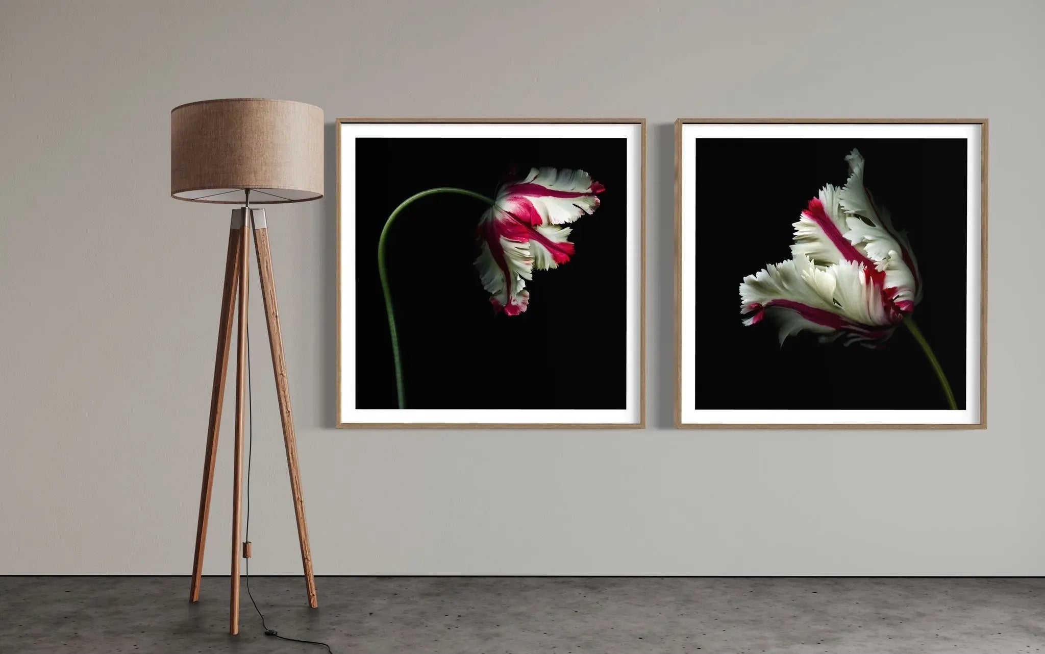 White and Red Parrot Tulip on Black by OGphoto displayed in a modern living room interior