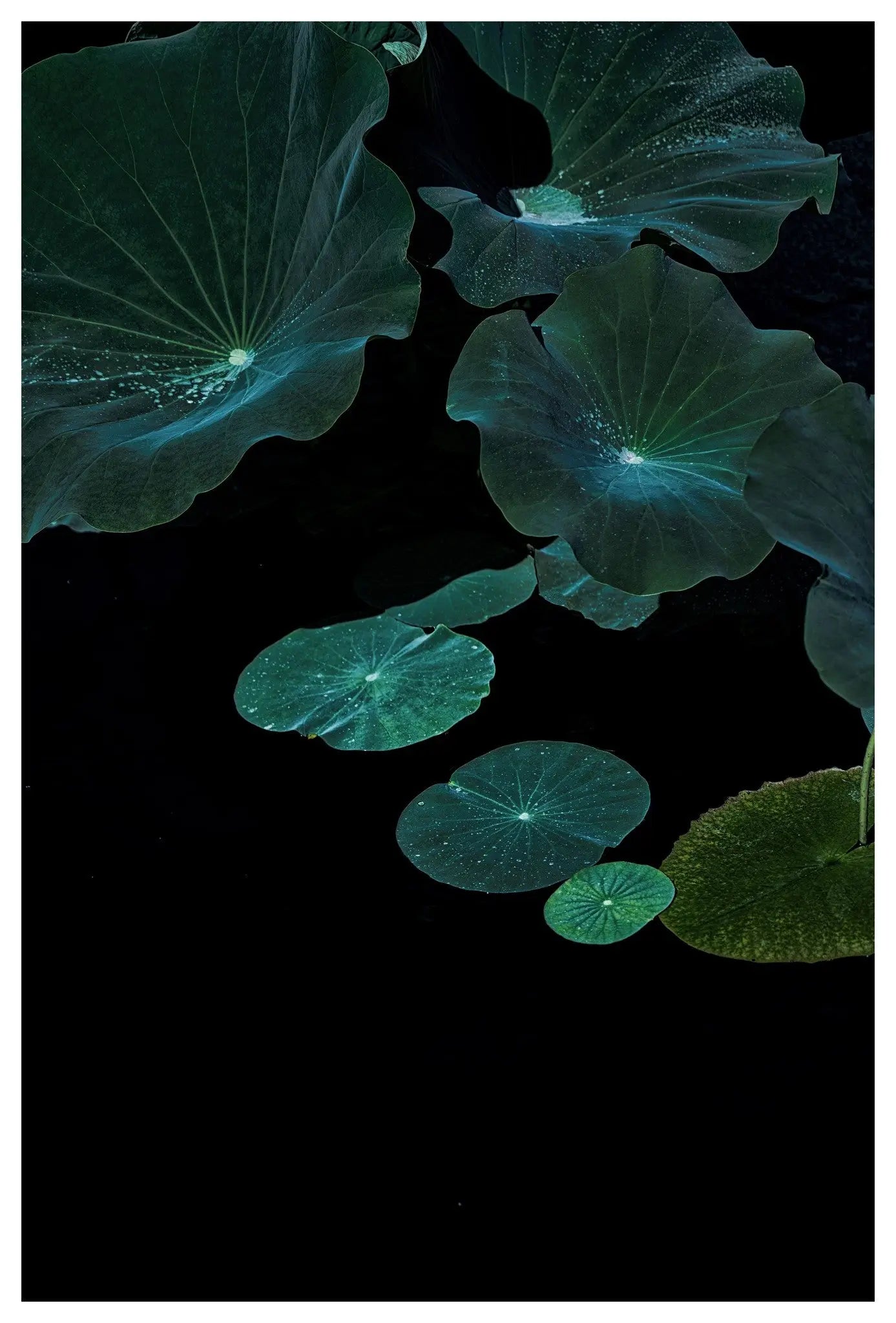 Flying Lotus by Ana Bonet, fine art paper print, The Picturalist