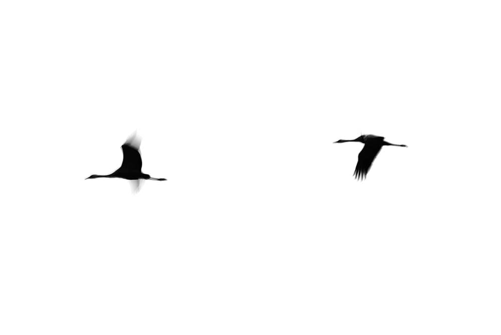Cranes II by Tal Paz-Fridman-minimalist fine-art photography of birds in flight