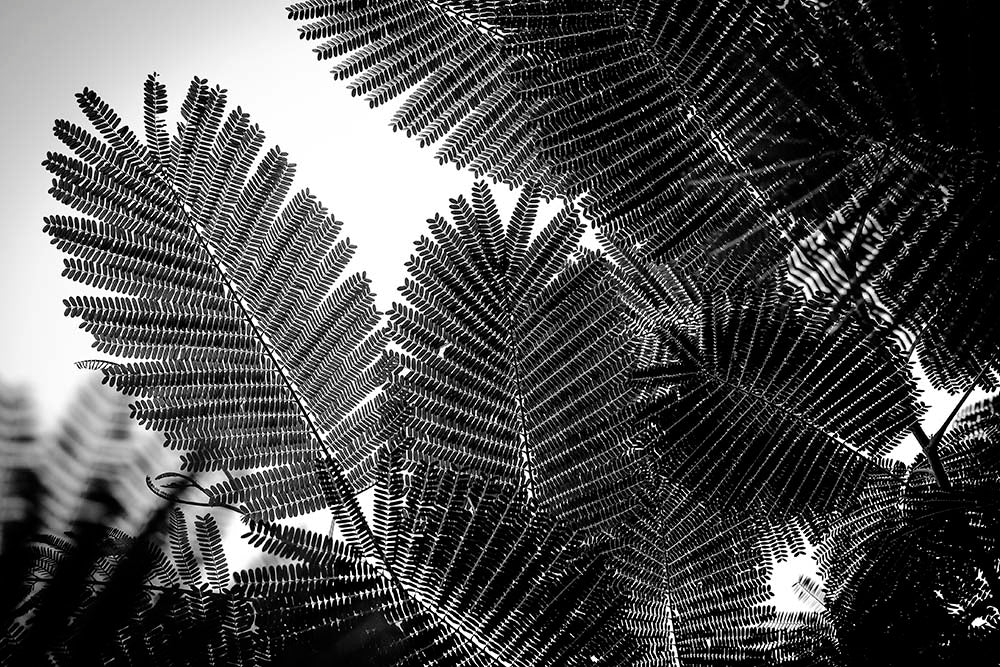 Close-up of fern leaves with a black and white filter