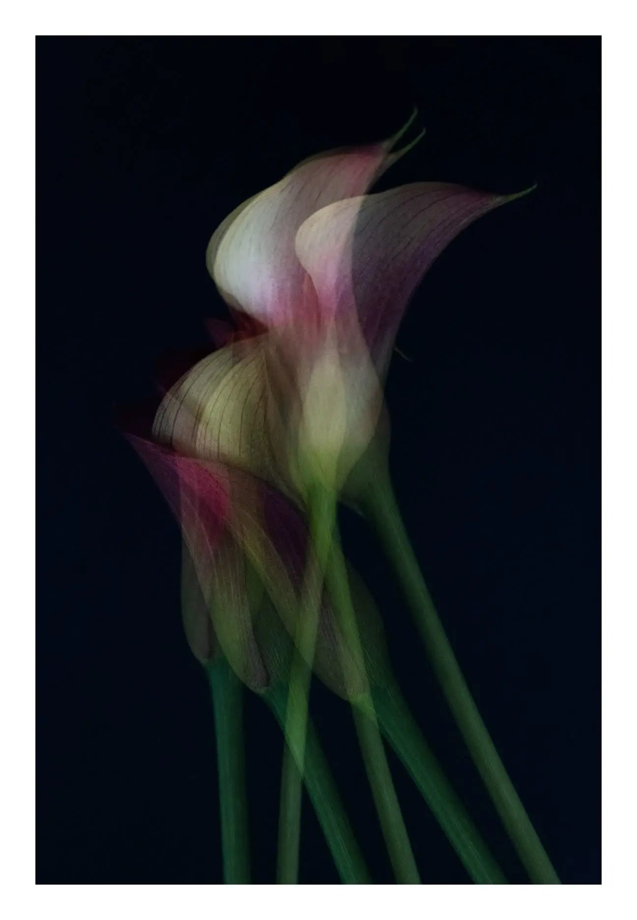Together by Ana Bonet, fine art paper print, The Picturalist