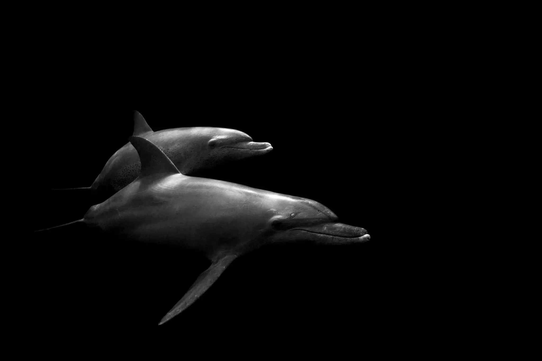 Delfines by Enric Gener, fine art paper print, The Picturalist