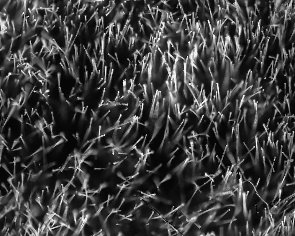 Grass Splendor by David Hoefler, fine art paper print, The Picturalist