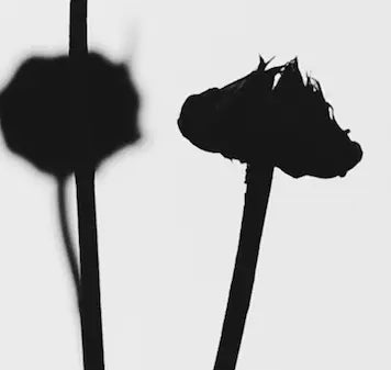 Detail close-up of Black Stems by A. Gella, fine art paper print