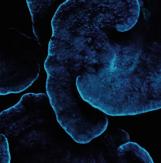 Detail close-up of Sea Coral II by Enric Gener, fine art paper print