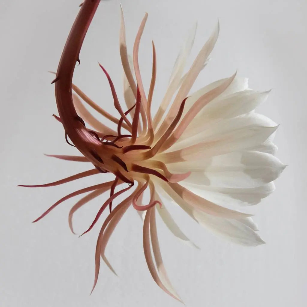 Delicate, metal print, The Picturalist