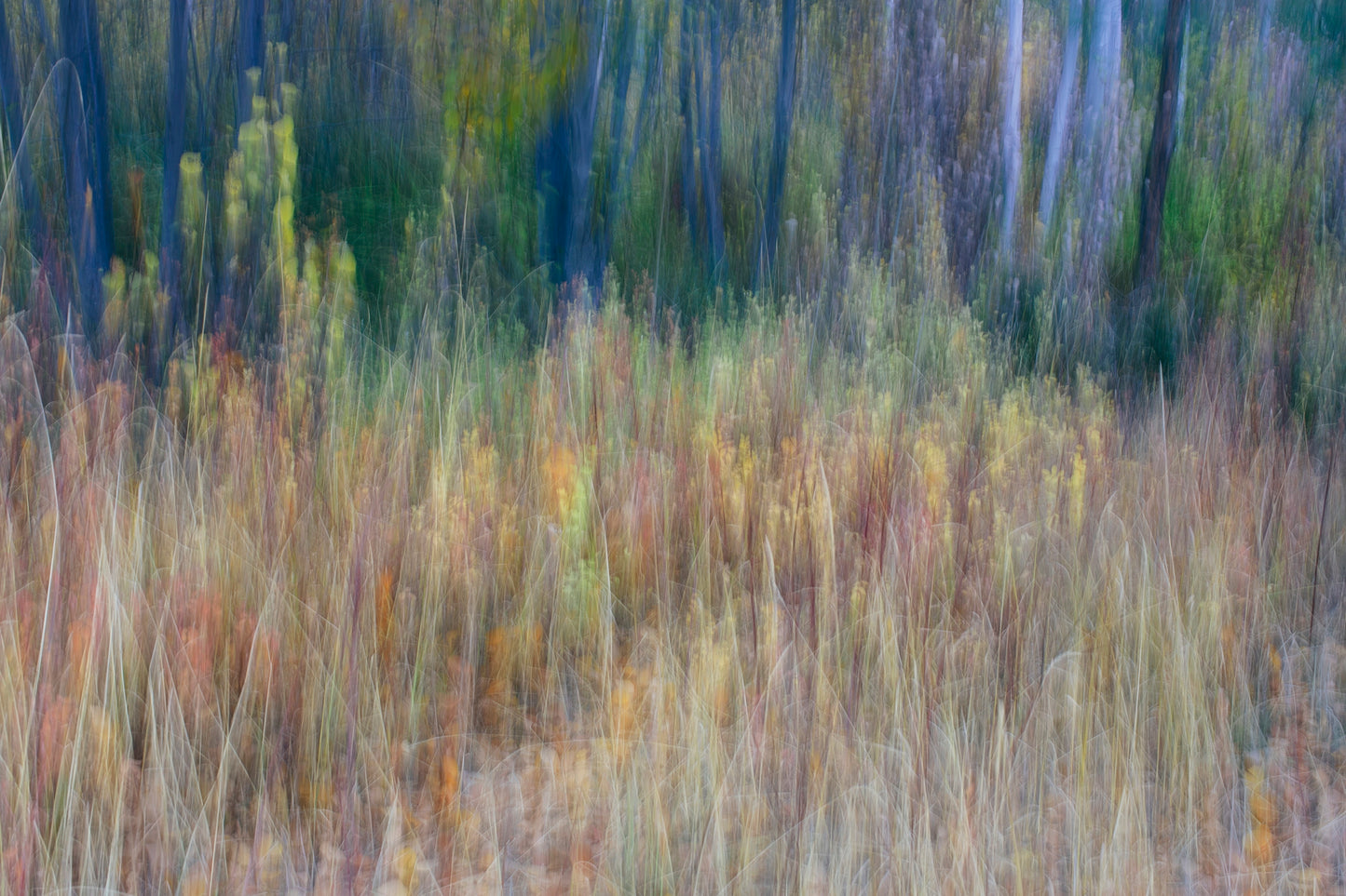 Aspen Trees in Autumn by Mint Images — fine-art landscape photograph of golden aspen trees in fall, available from The Picturalist for luxury and designer interiors