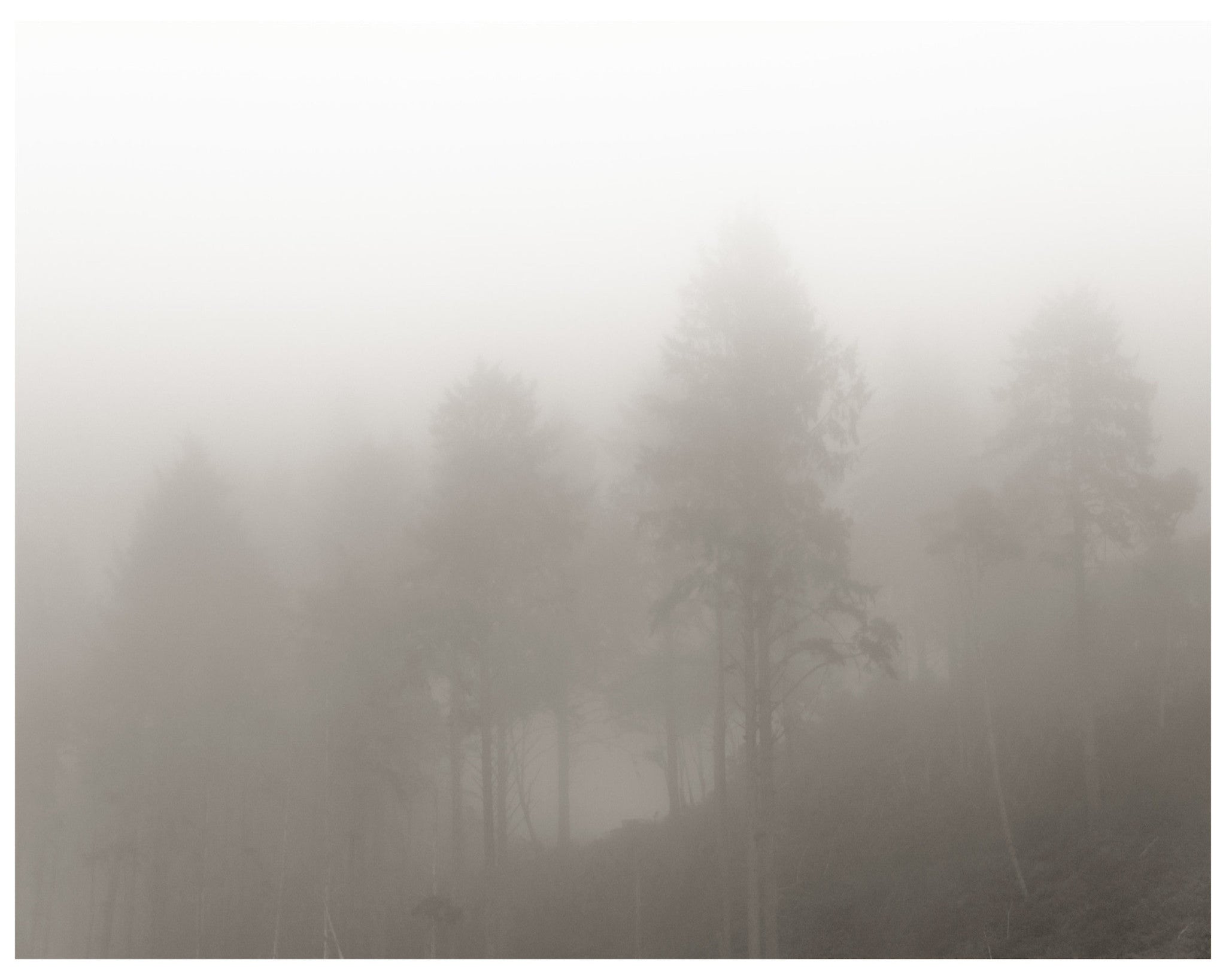 framed-print-on-rag-paper-monochrome-trees-by-p-he