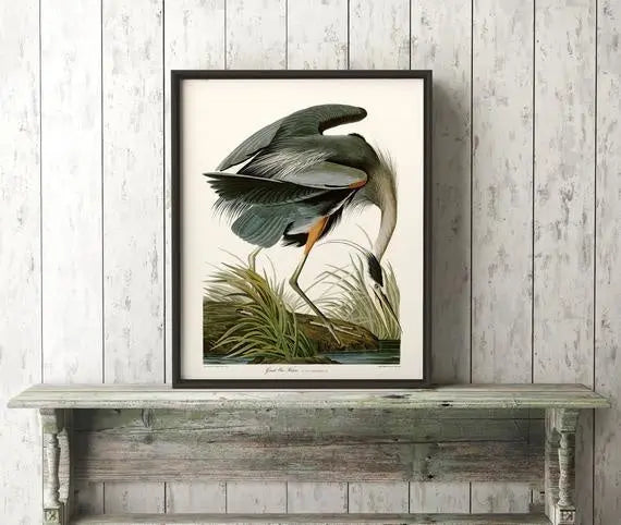 Great Blue Heron by John James Audubon showcased in a designer room setting