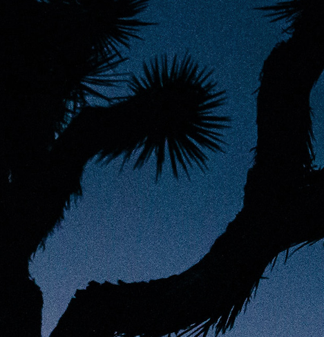 Joshua Tree Sunset Facemount Acrylic