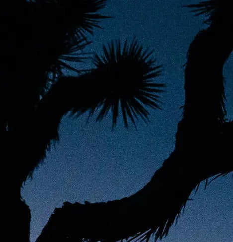 Custom framing detail for Joshua Tree Sunset, The Picturalist - view 2