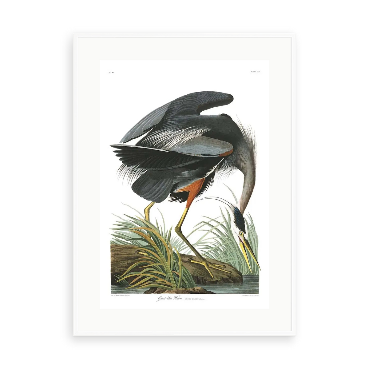Great Blue Heron by John James Audubon — illustrative matte-white framed preview with a white mat. Proportions vary by size.