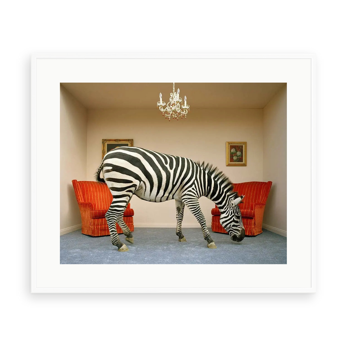 Zebra in Living Room by Matthias Clamer — illustrative matte-white framed preview with a white mat. Proportions vary by size.